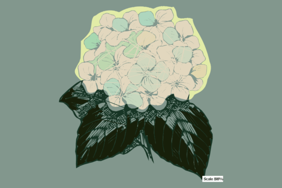 White Hydrangea Green Leaf